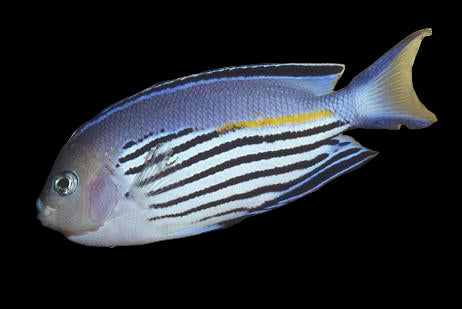 Watanabei Angelfish, Male (Genicanthus watanabei)