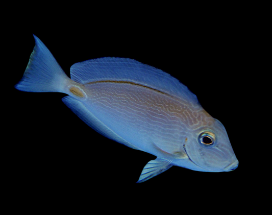 Monrovia Doctorfish Tang