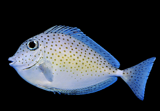 Humpnose Tang