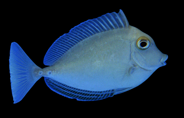 Unicorn Tang