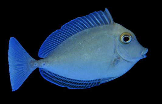Unicorn Tang