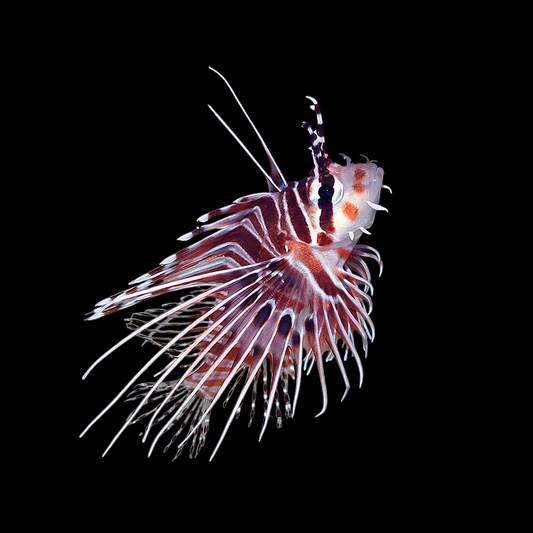Spotfin Antennata Lionfish
