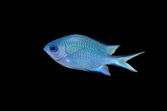 Spiny Chromis