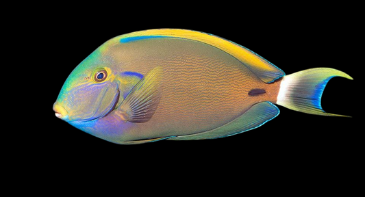 Fowleri Tang