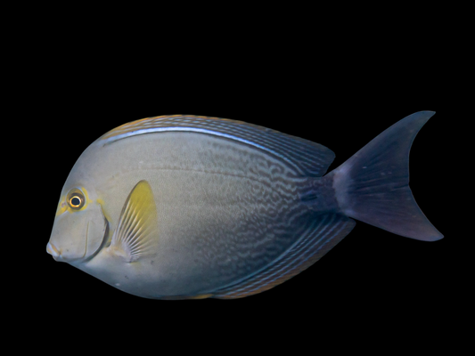 Yellowfin Tang