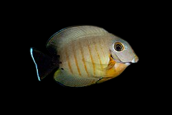 Tristis Tang