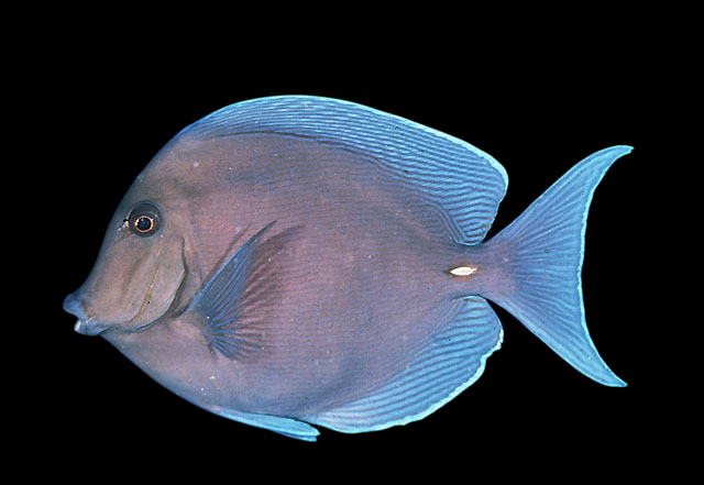 Atlantic Blue Tang