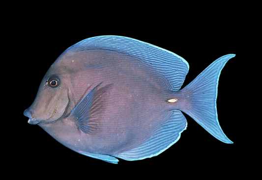 Atlantic Blue Tang