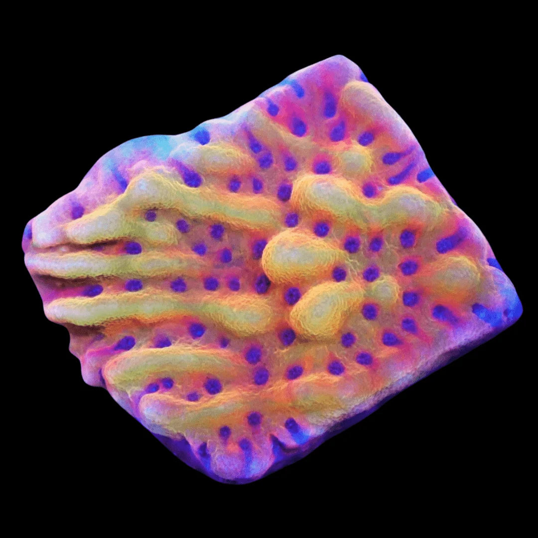Montipora sp