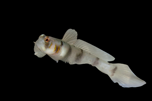 Beautiful Cheek Shrimp Goby