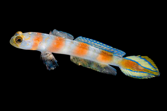 Flagtail Shrimp Goby