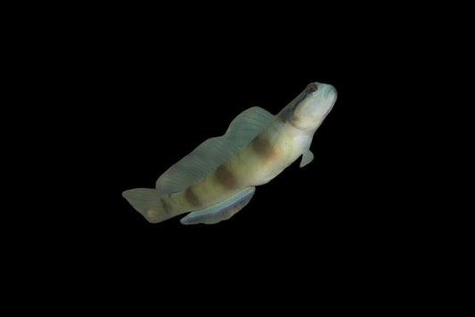 Masked Shrimp Goby