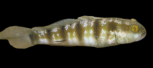 Sphynx Goby