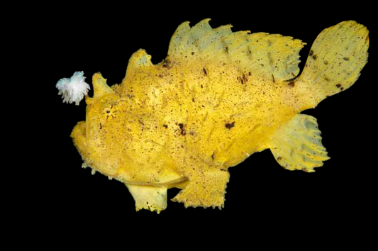 Shaggy Anglerfish
