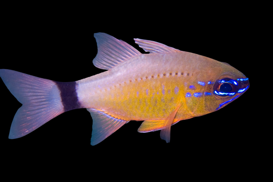Bandtail Cardinalfish
