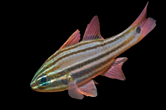 Sydney Cardinalfish