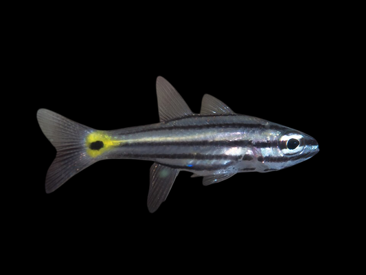 Sharptooth Cardinalfish