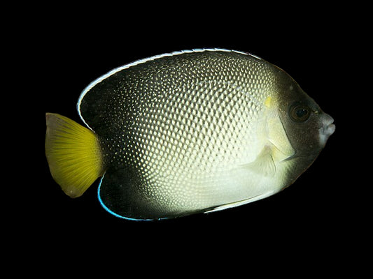 Apolemichthys xanthurus