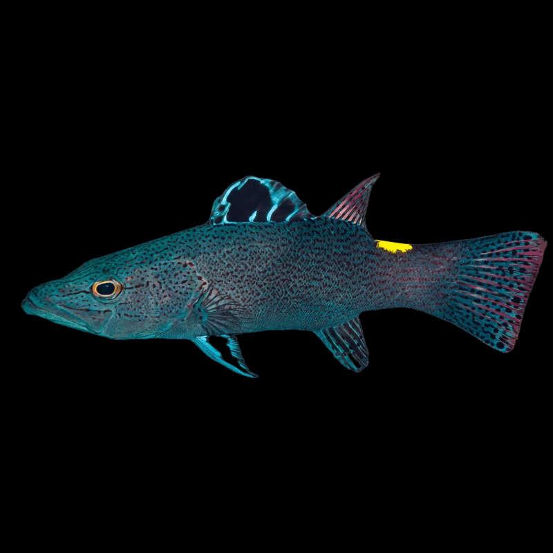 Arrowhead Soapfish – International Aquatics