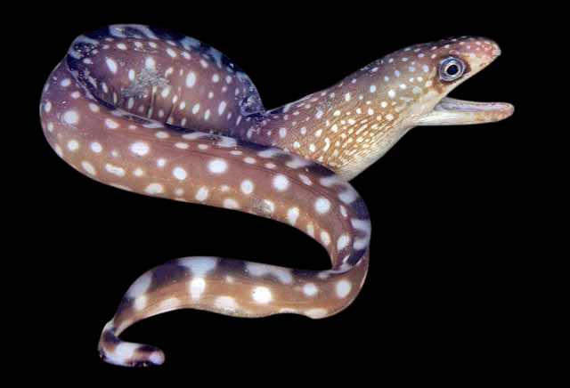 Australian Mottled Eel
