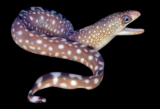 Australian Mottled Eel