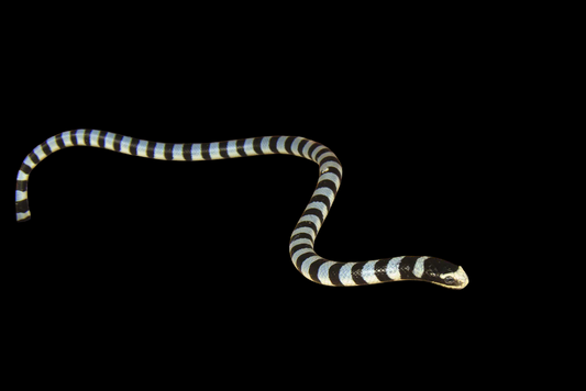 Banded Moray Eel