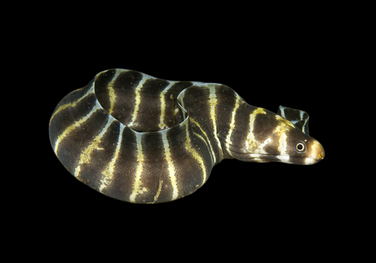 Barred Moray Eel