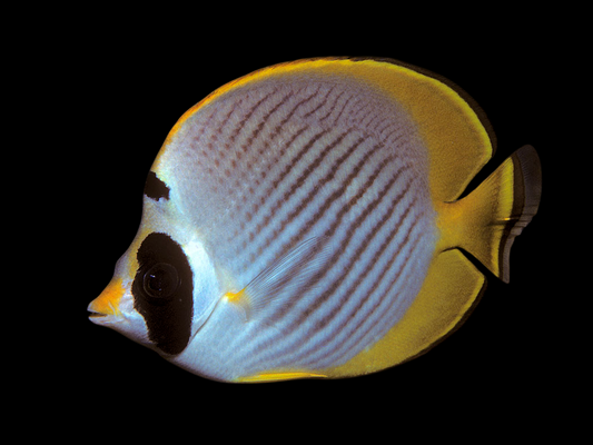 Philippine Butterflyfish