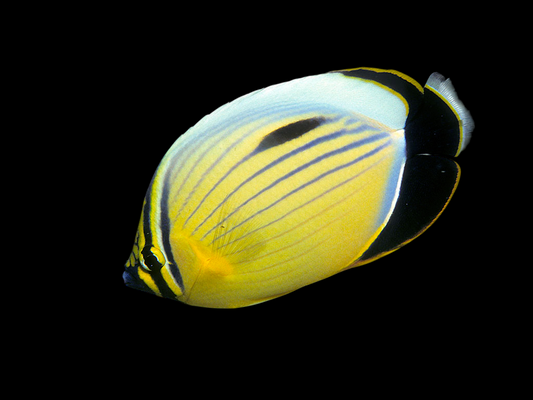 Blacktail Butterflyfish