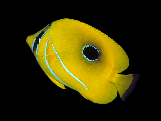 Bennett's Butterflyfish