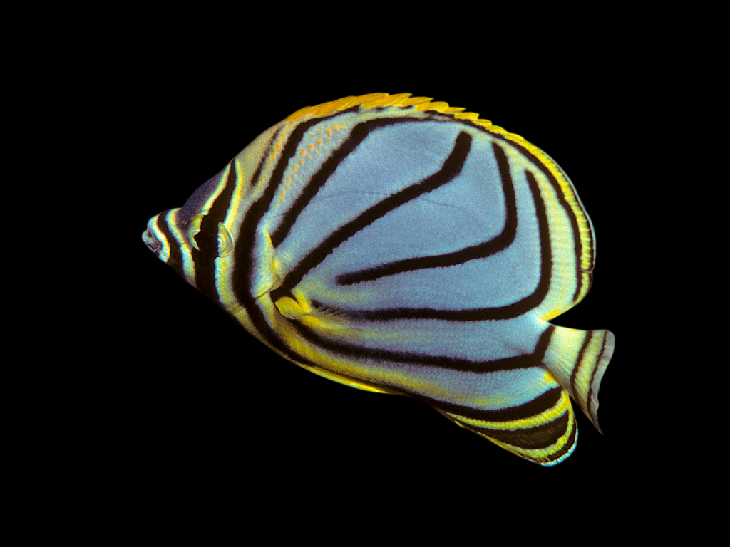 Scrawled Butterflyfish