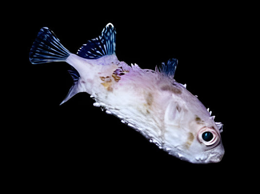 Bicolor Toby Pufferfish