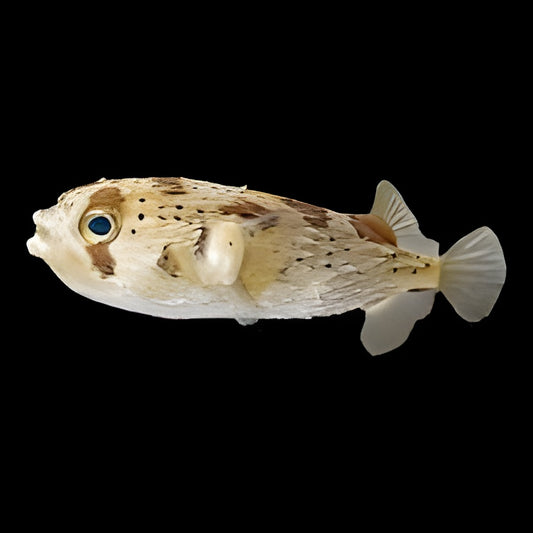 Black Blotch Porcupinefish