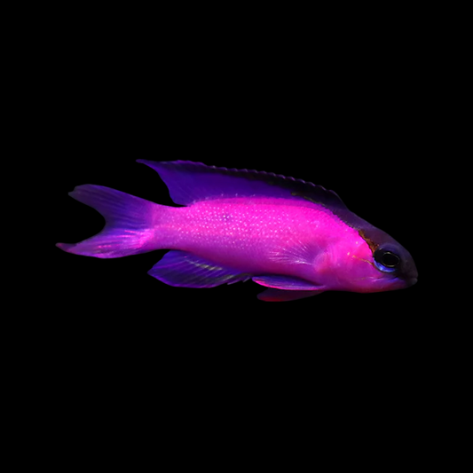 Blackcap Basslet