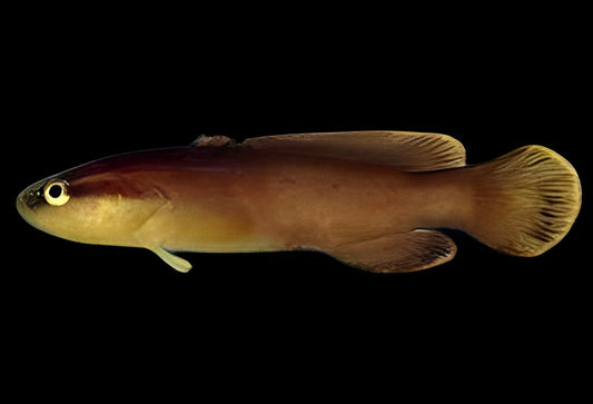 Blackfin Soapfish Grouper