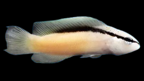Blackstripe Dottyback