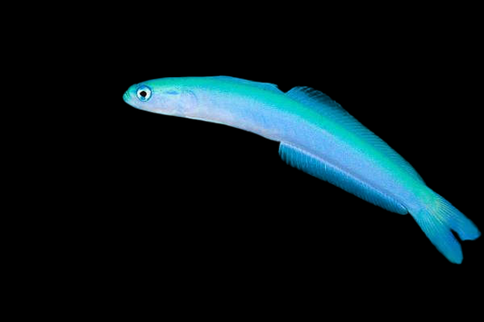 Blue Gudgeon Dartfish