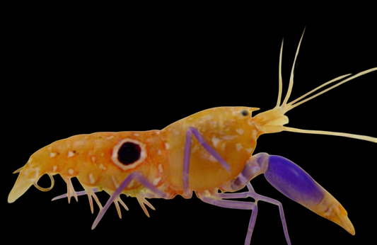 Blue Spot Bullseye Pistol Shrimp