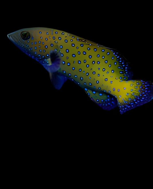 Blue Spotted Grouper