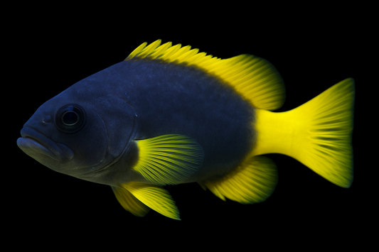 Blue/Yellow Grouper