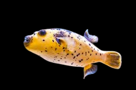 Blue & Gold Pufferfish