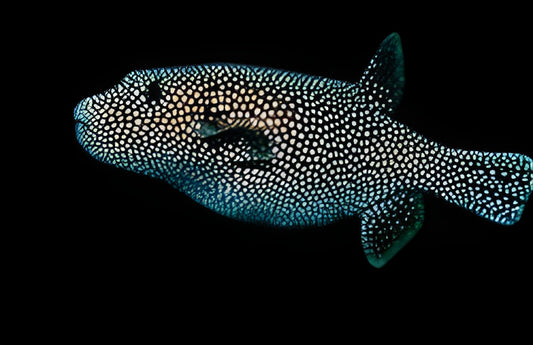 Blue & White Pufferfish