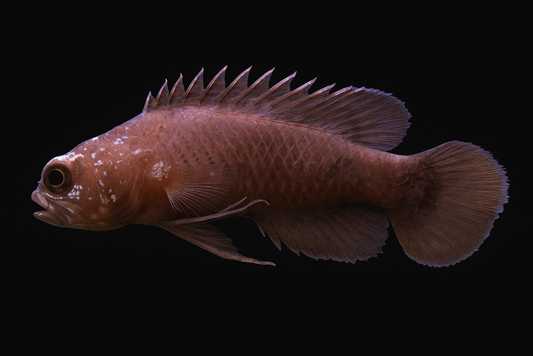Bluegill Longfin Grouper