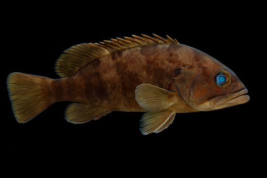 Bluespotted Seabass Grouper