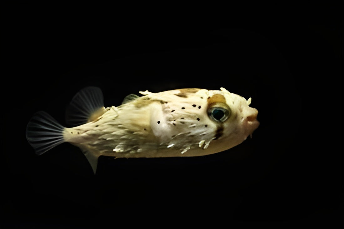 Bridled Burrfish Pufferfish
