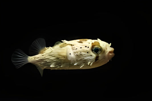 Bridled Burrfish Pufferfish