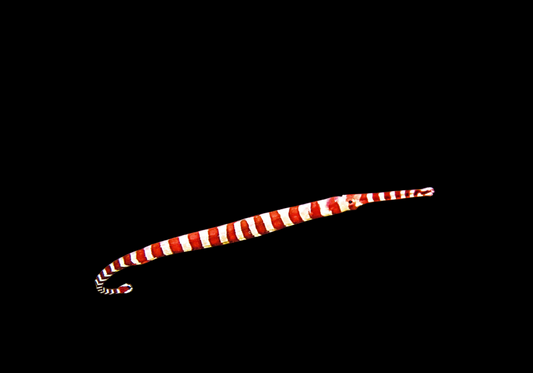 Broad Banded Pipefish