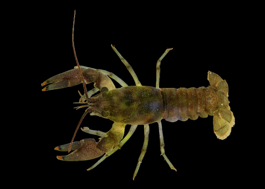 Brownbar Pistol Shrimp