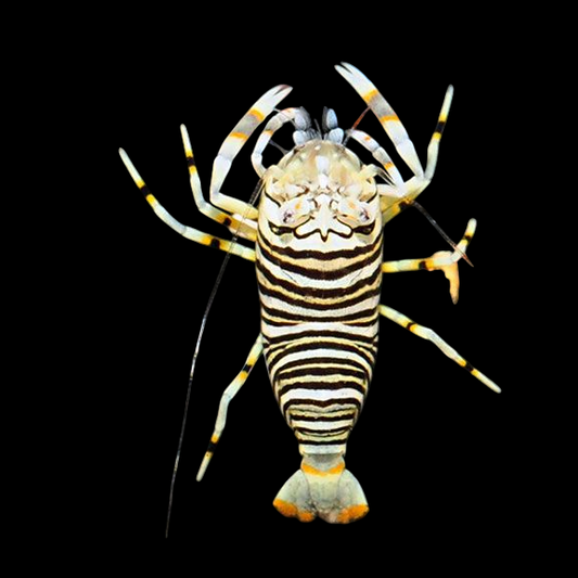 Bumble Bee Shrimp