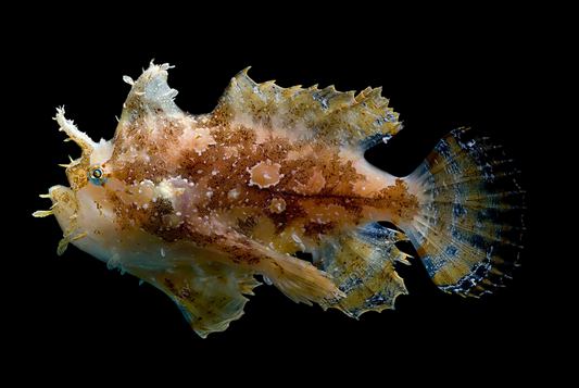 Colored Sargassum Anglerfish